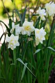Close up of white daffodils in the garden