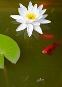 Water lily and goldfish in pond