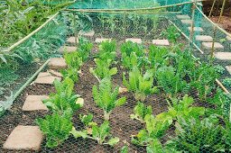 Angelegter Gemüsegarten mit Netzschutz