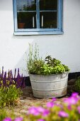 Herbs in zinc container against exterior wall