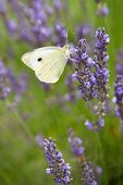 Cabbage white butterfly on flowering lavender