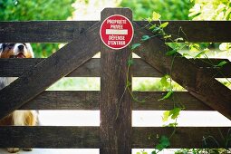 Australian Shepherd behind garden gate with warning sign in French