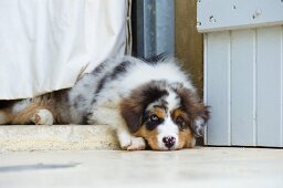 Puppy on threshold between house and garden