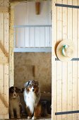 Two Australian Shepherds on threshold of open barn door