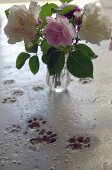 Glass vase of cut roses next to cat's paw prints in concrete floor