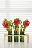 Protea flowers in recycled wine bottles converted into vases