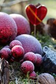 Rote Kugeln vom Rauhreif im Garten überfroren in einer winterlichen Dekoration aus getrockneten Zitronen, Zimt, Tannenzapfen, Walnüssen im Moos mit einem roten Glasherz