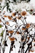 Vertrockneter, mit Schnee bedeckter Pflanzenstand
