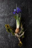 Iris mit Zwiebel und bemooste Zweige auf dunklem Untergrund