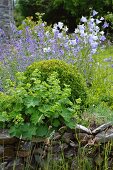 Ladies' mantle (Alchemilla), box (Buxus), blue harebells (Campanula) and cat mint (Nepeta) behind dry stone wall