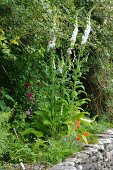 White foxglove (Digitalis) at edge of path on top of stone wall