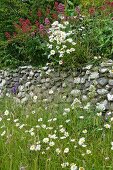 Flower meadow planted with ox-eye daisies (Chrysanthemum leucanthemum) and valerian (Centranthus) in front of stone wall in wild garden