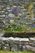 Harebells (Campanula) and fleabane (Erigeron hybrid) growing out of stone wall surrounding water basin in cottage garden
