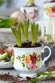 Grape hyacinths in romantic teacup