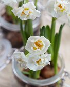 Narcissus 'Bridal Crown' in preserving jars (close-up)
