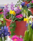 Terrace planter of bright spring flowers