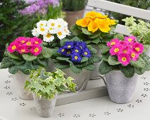 Various primulas in pots on terrace table