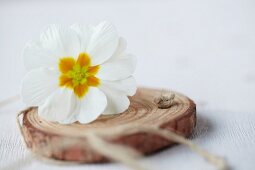 White primula flower and twine on disc of wood