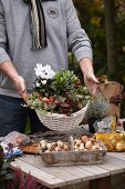 Man presenting autumn arrangement of cyclamen, wintergreen and ivy in basket and bulbs on tabletop