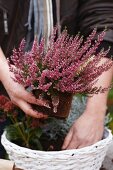 Herbstlichen Blumenkorb mit Narzissenzwiebeln, Skimmia, Erika und Leucophyta gestalten