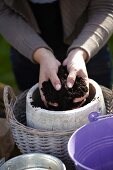 Planting bulbs in a pot