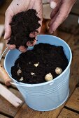 Planting bulbs in a pot
