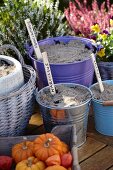 Bulbs planted in buckets and plant pots