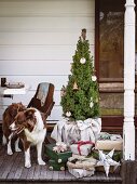 Hund neben Tannenbaum & Weihnachtsgeschenken auf Veranda