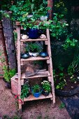 Blue ceramic plant pots and bowls on old wooden stepladder leaning against wire fence