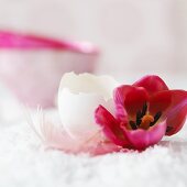 Pinkfarbene Tulpe, Eierschale und Feder als Osterdeko