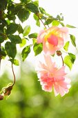 Delicate, pink flower of climbing rose ('New Dawn') lit from behind by the sun
