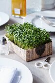Cress in newspaper tray