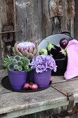 Globe thistles, hydrangeas and artichoke flower in violet ceramic pots and aubergines in enamel pan on old board door