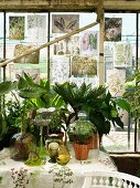 Leaves and botanical illustrations on window of greenhouse and arrangement of glass leaves and potted plants on table