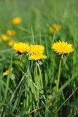 Dandelion flowers in the grass (close-up)