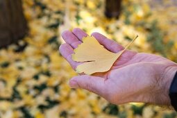 Masculine hand holding autumnal, yellow gingko leaf
