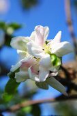 White apple blossom against a blue sky