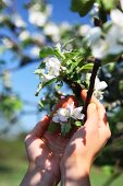 A woman's hands cupped around a twig with white apple blossom