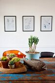 Potted plants (succulents, cacti) and fish ornament on vintage table with peeling blue paint