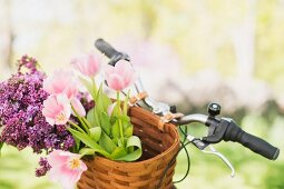 Tulpen & Flieder im Fahrradkorb