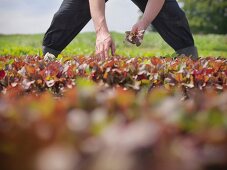 Worker picking salad crop