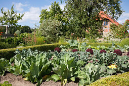 Vegetable patch with low hedge; partially visible country house in background behind trees