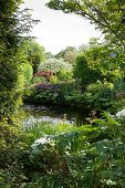 Pond surrounded by mature plants in lush garden with many foliage plants