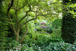 Mature, wild garden with many foliage plants and flowering ramsons