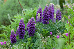 Magnificent, purple-blue flowering lupins in herbaceous border