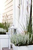 White heather and ornamental grasses in planters flanking terrace door of wooden house