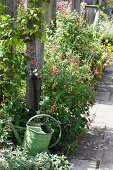 Green metal watering can and flowers lining paved path