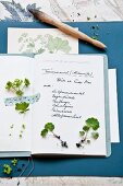 Small lady's mantle seedlings on hand-written garden book