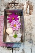 Cosmos flowers and floating candle floating in old loaf tin on wooden surface with peeling paint
