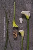 White calla lily flowers and bulb next to stems on stone surface